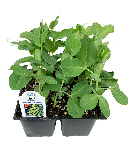 Peas 'Oregon Sugar Snow Pod'  Traypack