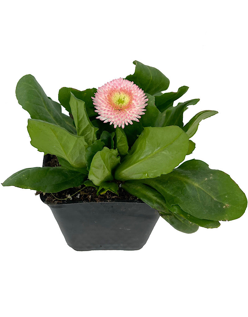 Bellis p. 'Tasso Strawberries & Cream' 4 Inch