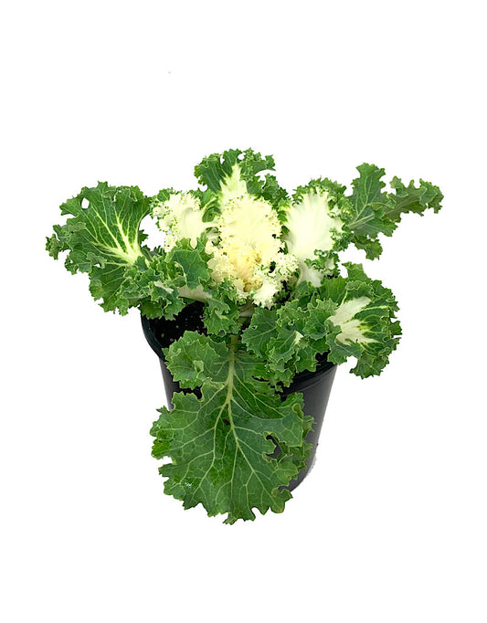 Kale 'Kamome White' Quart