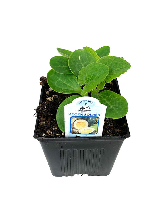 Squash 'Acorn Table Ace'  4 inch