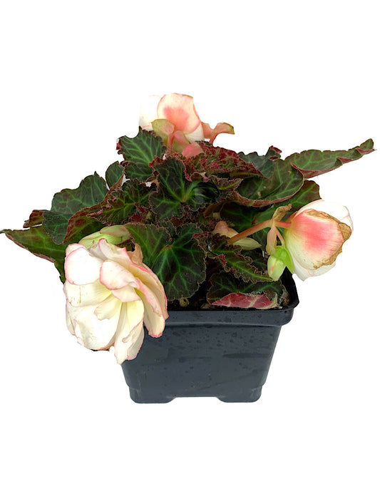 Begonia boliviensis 'Miss Montrea'  4 inch