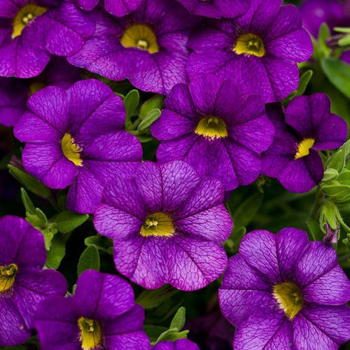 Calibrachoa 'Callie Purple' 4 inch