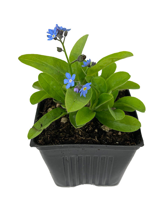 Myosotis sylvatica 'Victoria Blue Forget Me Not' 4 Inch