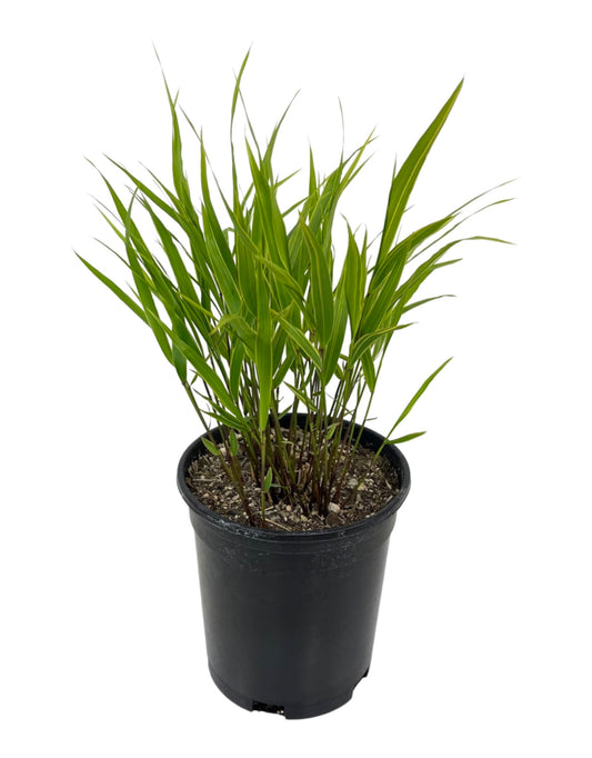 Hakonechloa macra 'Albo-striata' 1 Gallon