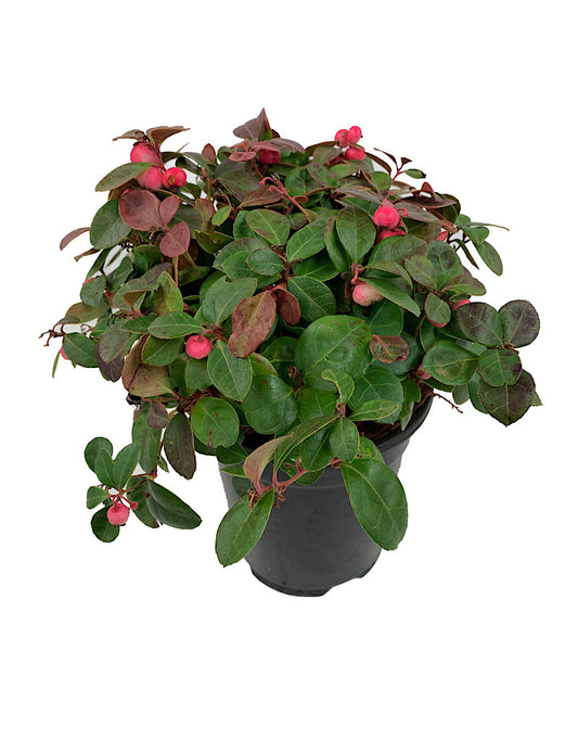 Gaultheria procumbens 'Peppermint Pearl'  1 gal