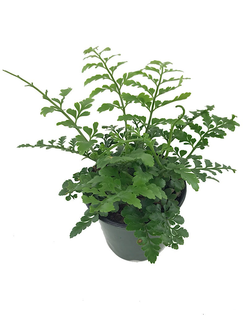 Asplenium 'Austral Gem'