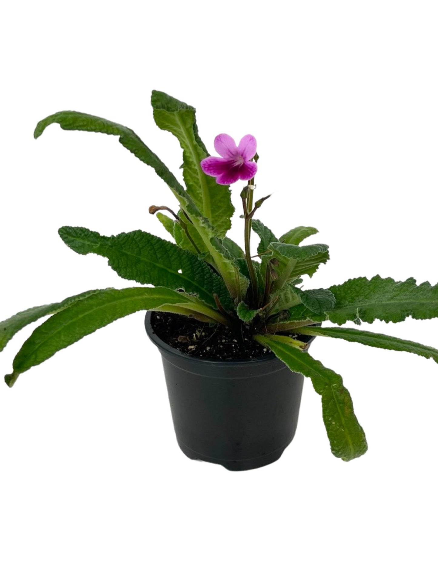 Streptocarpus 'Caitlin' Quart