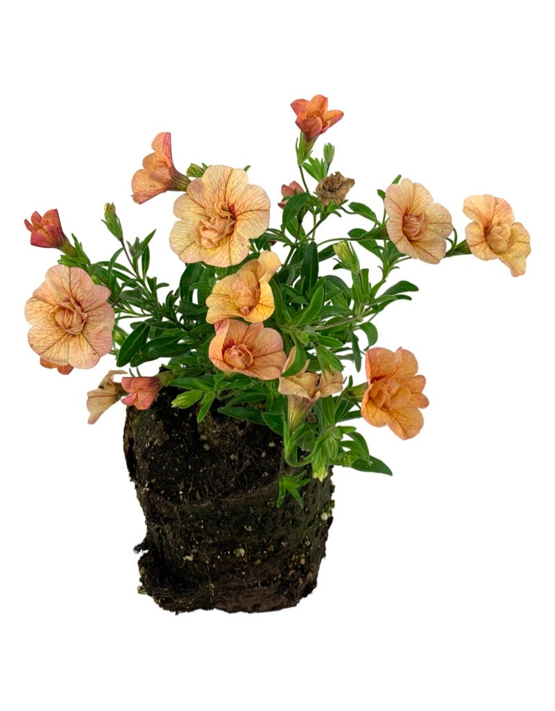 Calibrachoa 'Superbells Double Amber' 4 Inch