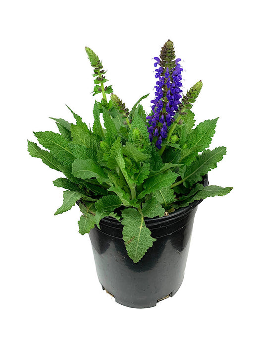 Salvia nemorosa 'April Night' 1 Gallon