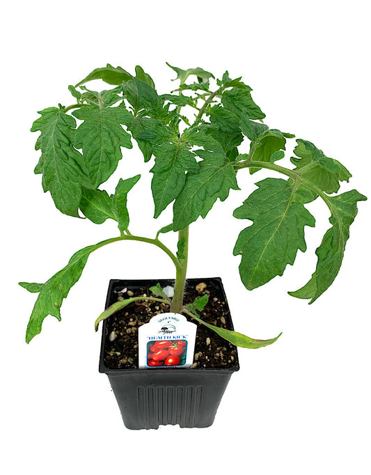 Tomato 'Health Kick' 4 Inch