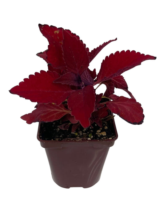 Coleus 'Ruby Slipper' 4 Inch