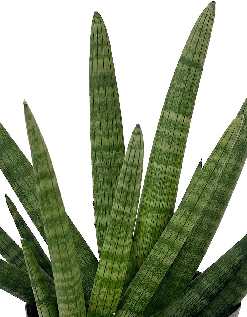 Sansevieria cylindrica 'Starfish' 8 Inch