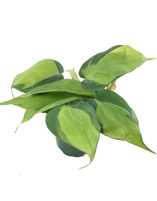 Philodendron 'Brazil' 4 Inch