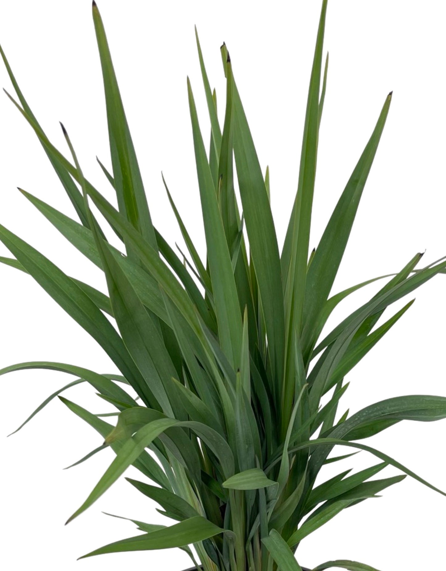 Dianella hybrid 'Clarity Blue' 1 Gallon