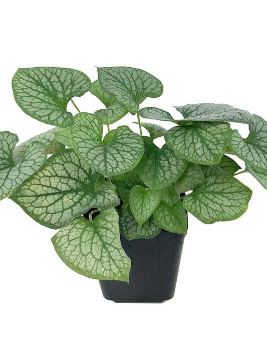 Brunnera macrophylla 'Jack Frost' 1 Gallon