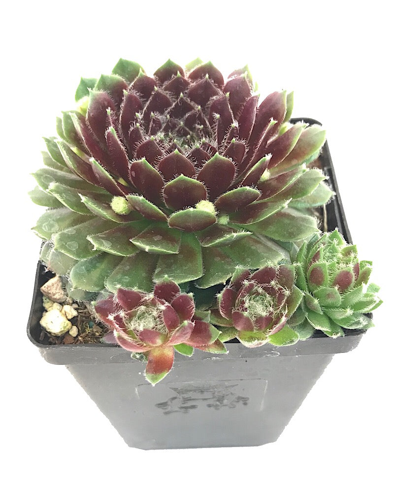 Sempervivum 'Pilioseum' 4 Inch