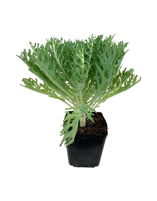 Kale 'Peacock White'