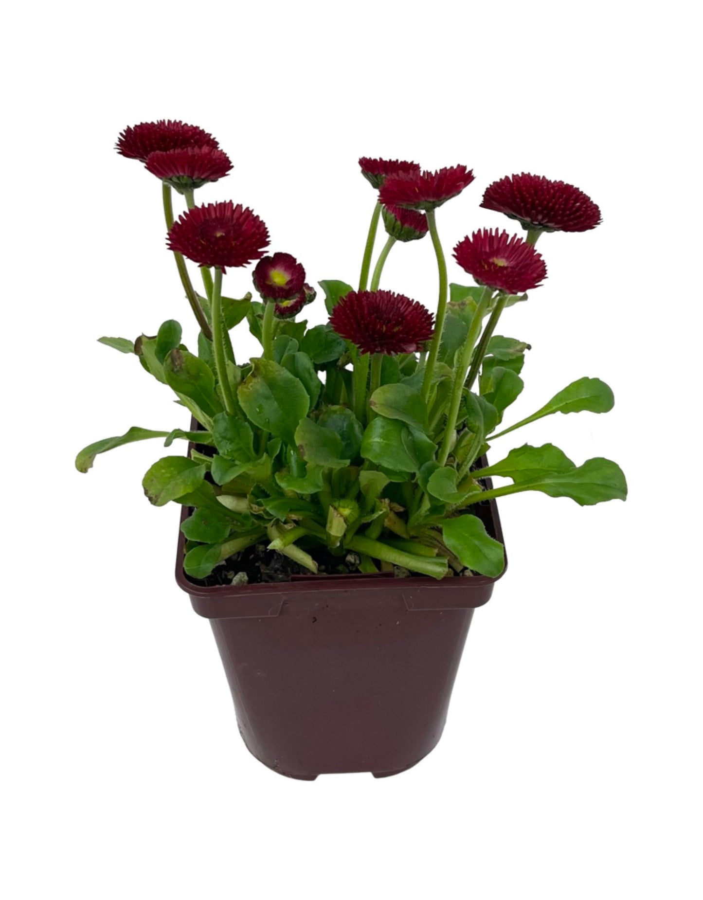 Bellis p. 'Pomponette Red' 4 Inch