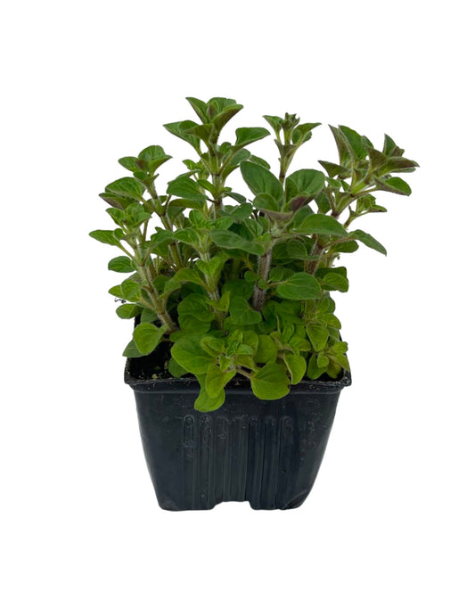 Oregano 'Greek' 4 Inch