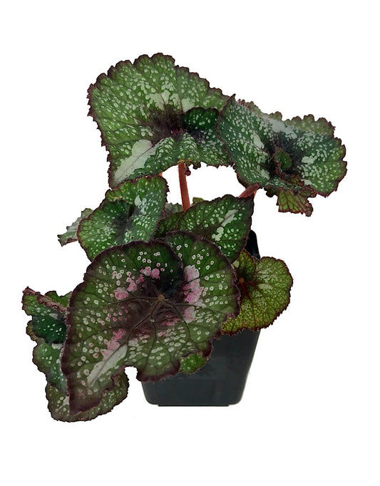 Begonia rex 'Twister' - Quart