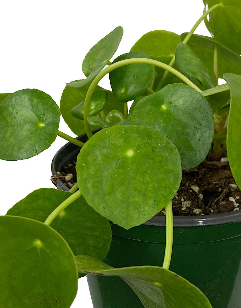 Pilea peperomioides 6 Inch