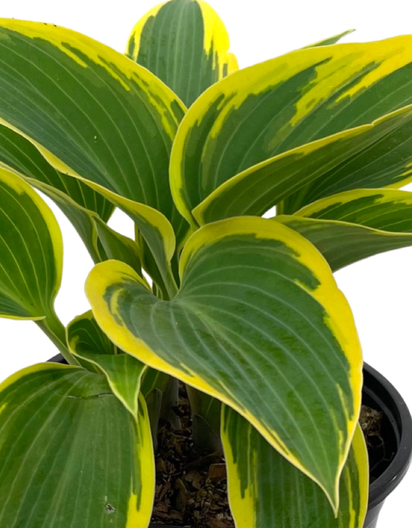 Hosta 'First Frost'  Quart