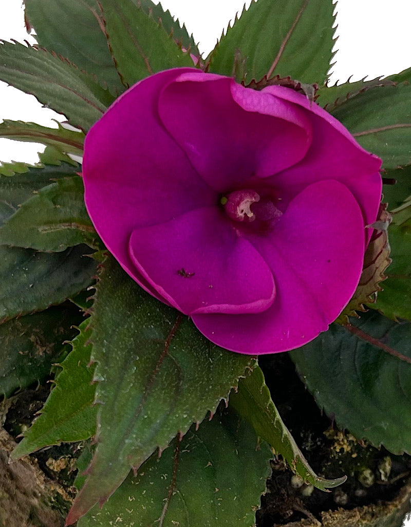 Sunpatiens  €˜Compact Purple  4 Inch