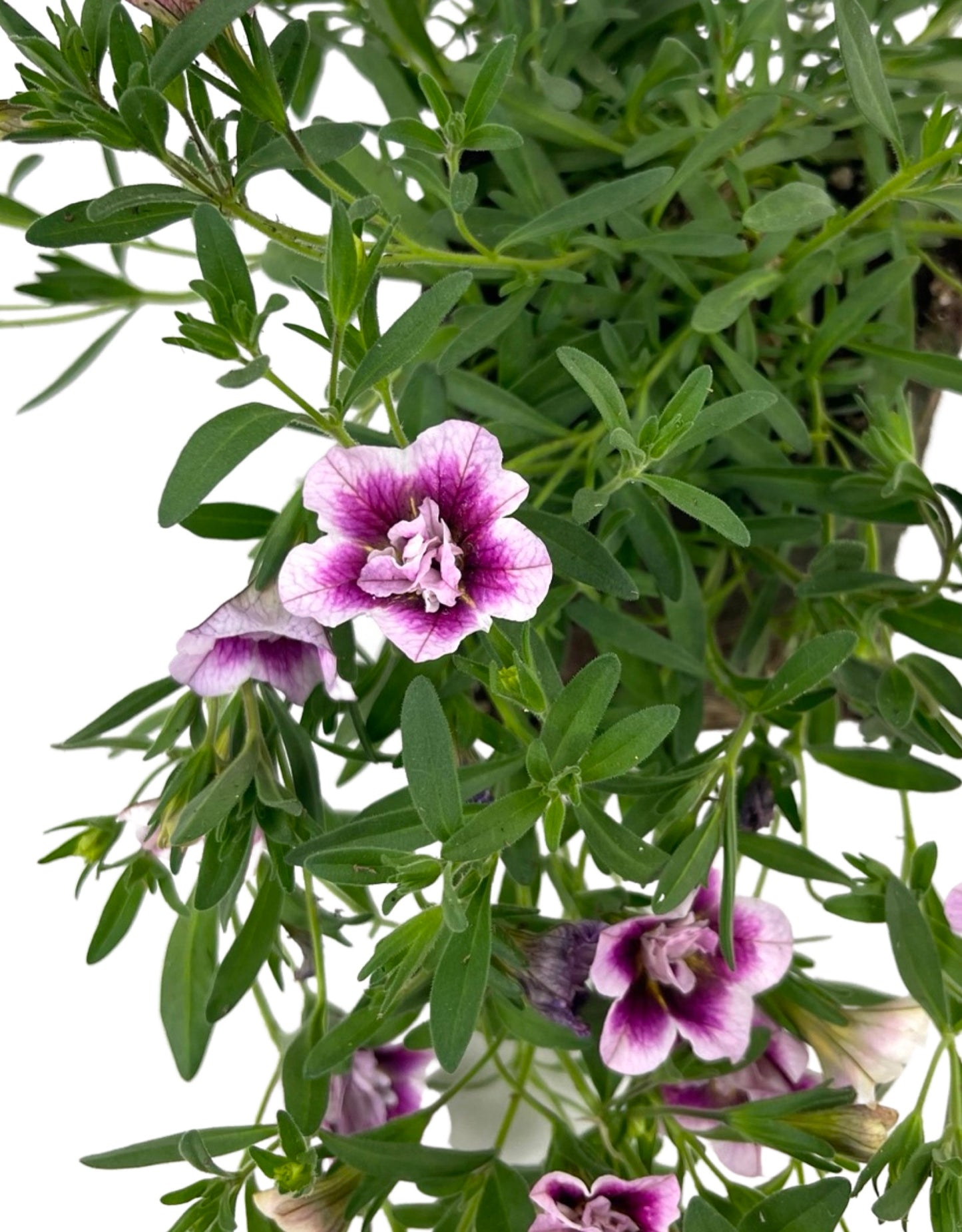 Calibrachoa 'MiniFamous Double Pinktastic' 4 Inch