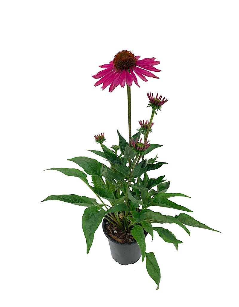 Echinacea 'Kismet Raspberry' Quart