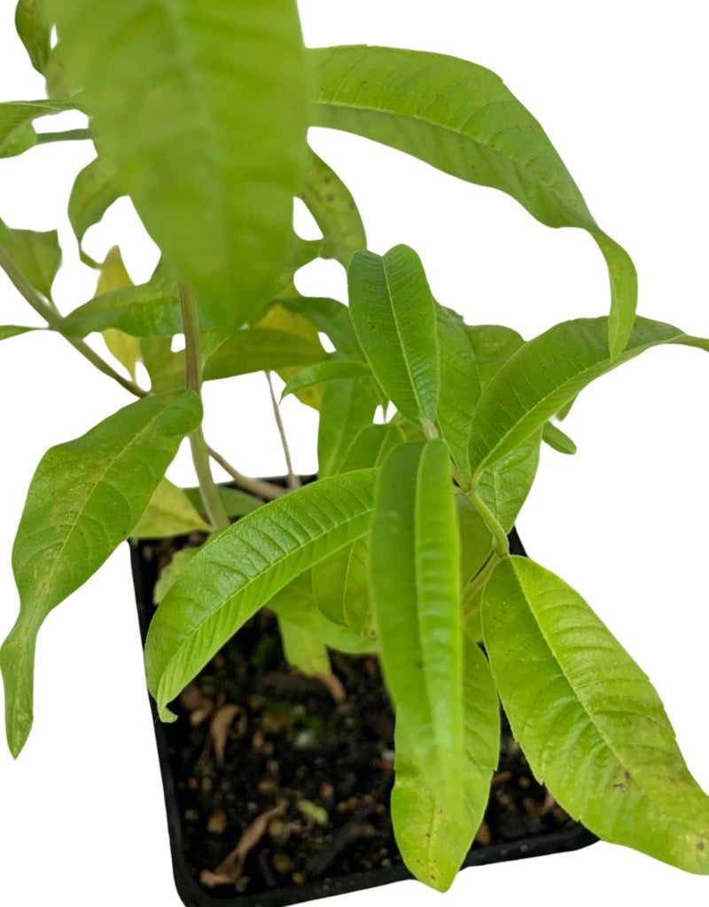 Aloysia citrodora 'Lemon Verbena'  4 Inch