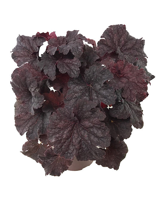 Heuchera 'Cajun Fire' 1 Gallon