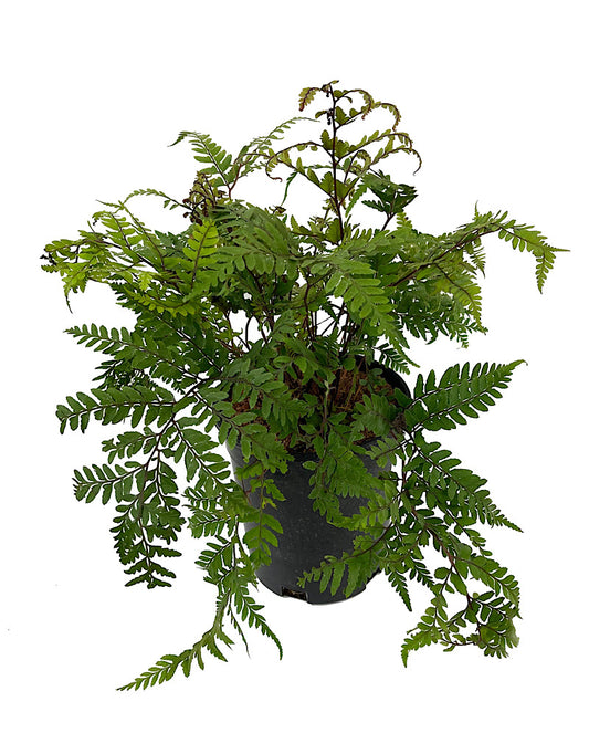 Athyrium otophorum 1 Gallon