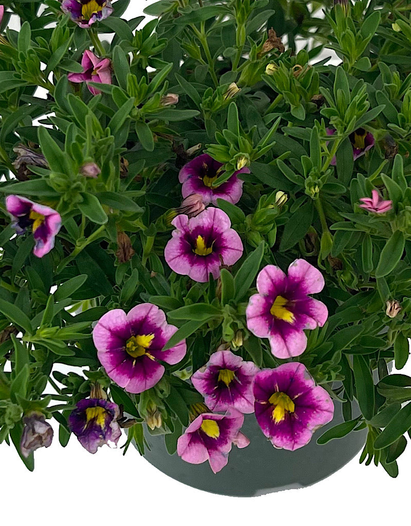 Calibrachoa 'Can Can Bumble Bee Pink' 6 Inch