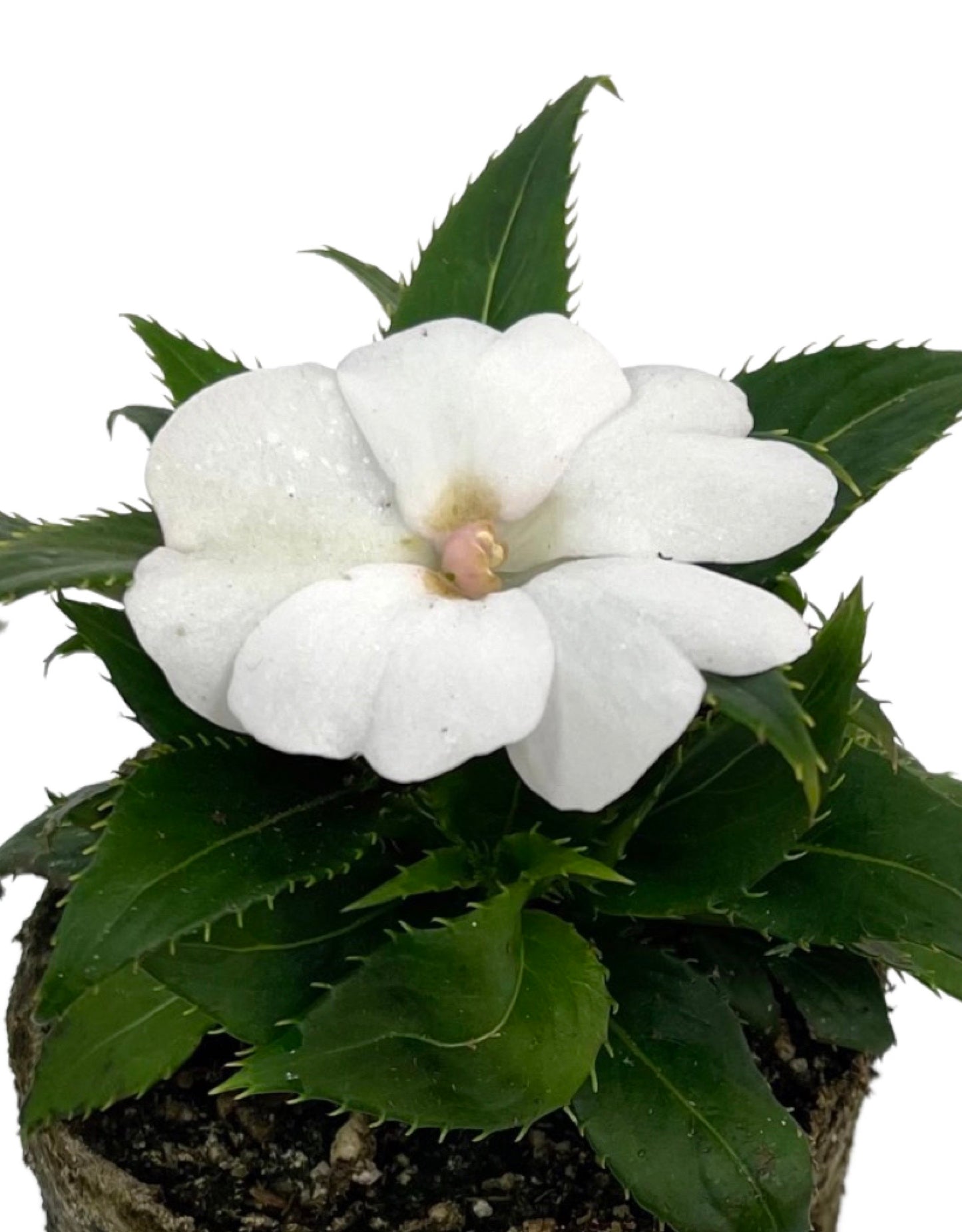 Sunpatiens  €˜Compact White  4 Inch