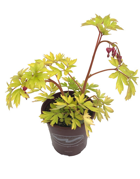 Dicentra 'Gold Heart' 1 Gallon