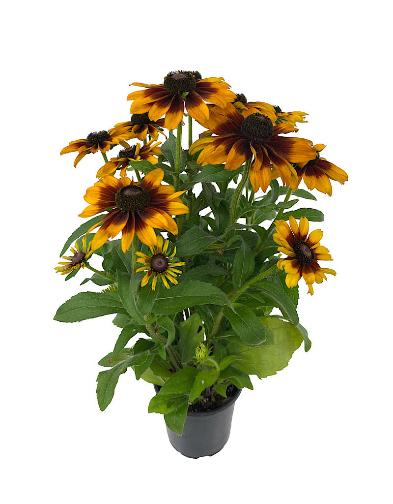 Rudbeckia hirta 'SmileyZ Glowing' Quart