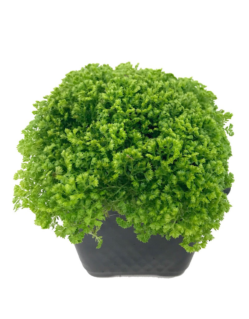 Selaginella krauss 'Brownii'- 4 inch