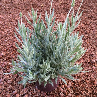 Lavandula 'Goodwin Creek' 1 Gallon