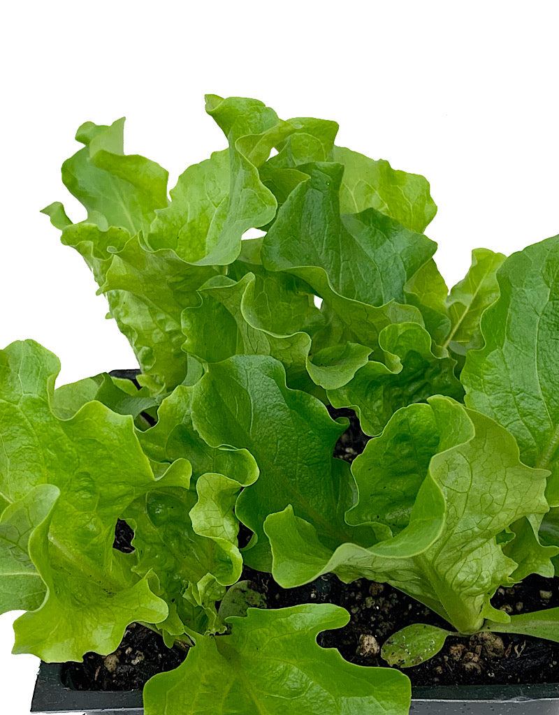 Lettuce 'Green Leaf'  Traypack