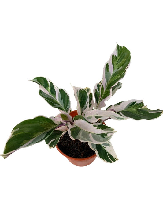 Calathea lietzei 'White Fusion' Quart