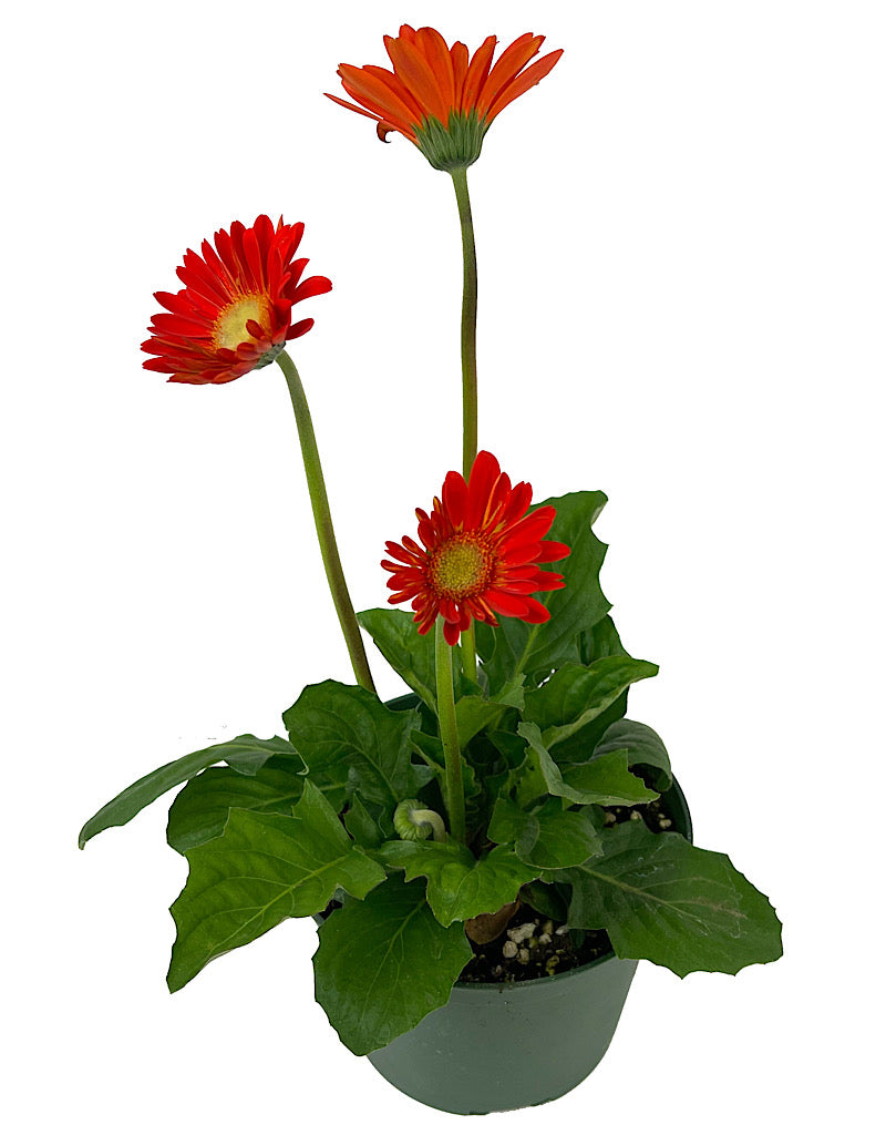 Gerbera garvinea 'Sweet Glow'