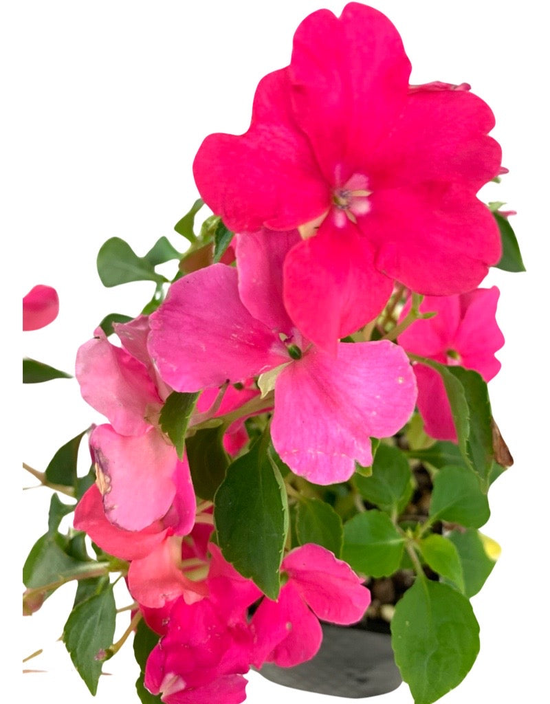 Impatiens 'Beacon Rose' 4 Inch