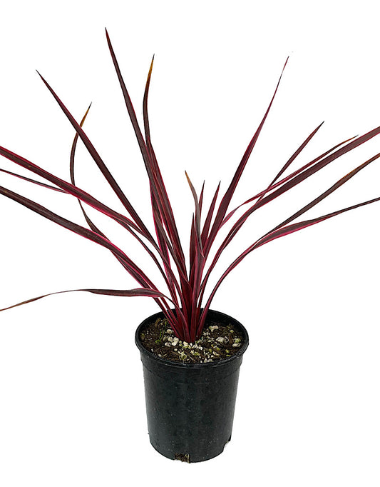 Cordyline a. 'Cherry Sensation' 1 Gallon