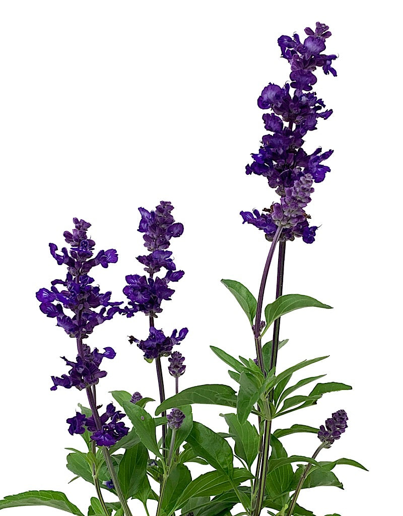 Salvia 'Cathedral Purple' Quart