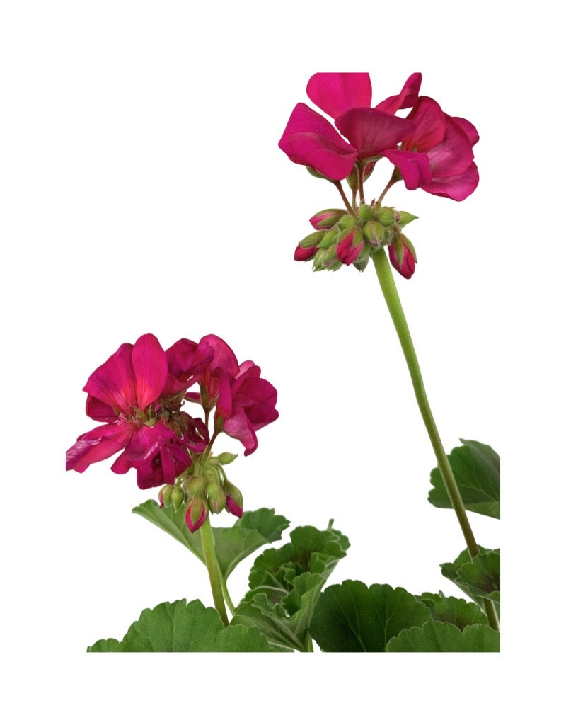 Geranium Zonal 'Rocky Mountain Violet' 1 Gallon