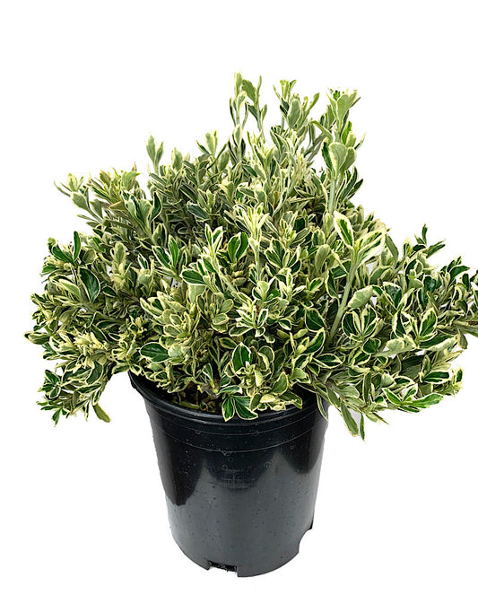 Euonymus j. 'Silver Princess' 1 gal