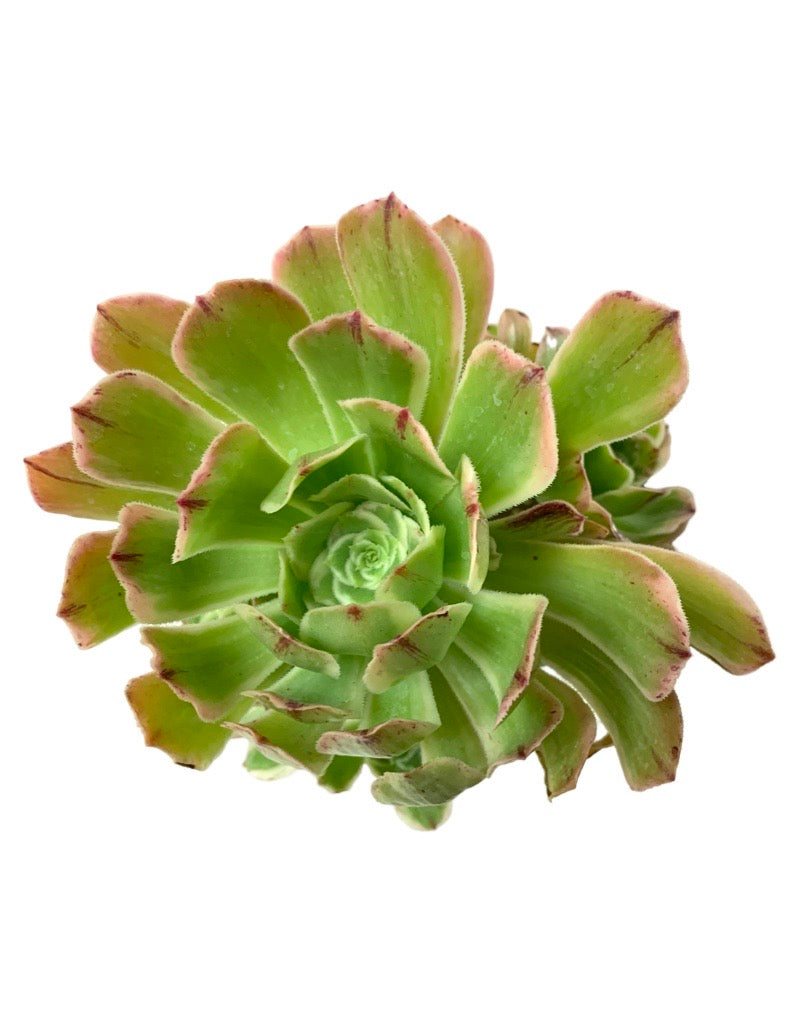 Aeonium arboreum 'Luteovariegatum' Quart