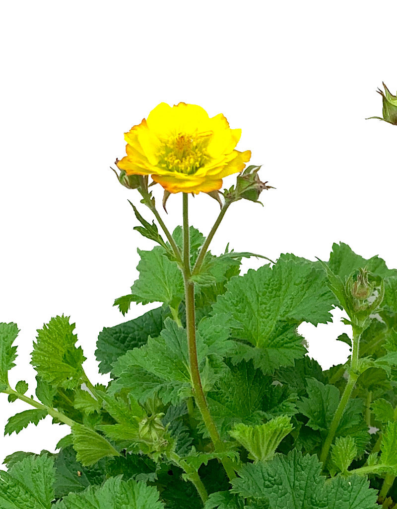 Geum 'Mango Lassi' 1 Gallon