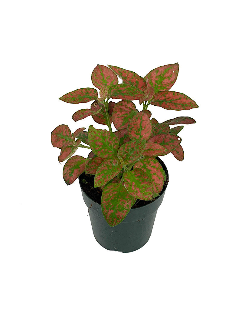 Hypoestes phyllostachya 'Red'  2 inch