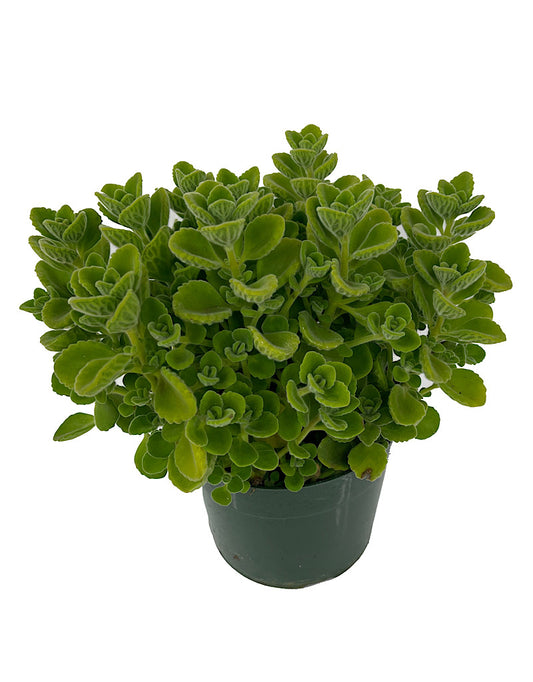 Oregano 'Cuban' Quart